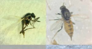 Descubren cuatro nuevas especies de moscas ‘chupasangre’ en Andalucía al estudiar el virus del Nilo