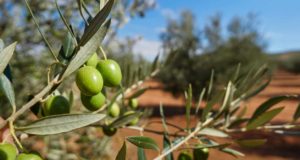 El riego inteligente llega al olivar con una tecnología que calcula cuánta agua necesita cada árbol