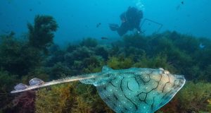 España investigará cómo afecta la pesca a tiburones y rayas en el Mediterráneo