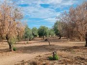 El cambio climático puede ampliar las zonas de riesgo de la verticilosis del olivo en Andalucía