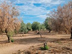 El cambio climático puede ampliar las zonas de riesgo de la verticilosis del olivo en Andalucía