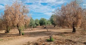El cambio climático puede ampliar las zonas de riesgo de la verticilosis del olivo en Andalucía