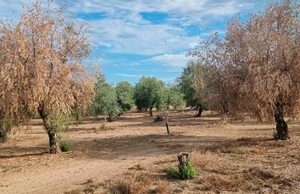 El cambio climático puede ampliar las zonas de riesgo de la verticilosis del olivo en Andalucía