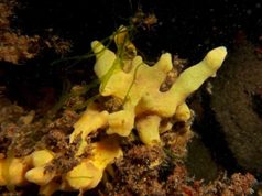 Las esponjas marinas se comen a sus propios microbios para alimentar a sus embriones