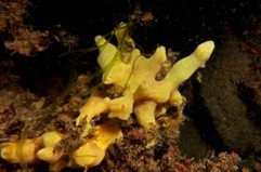 Las esponjas marinas se comen a sus propios microbios para alimentar a sus embriones
