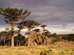Los bosques chilenos de araucaria podrían estar en «Peligro Crítico» en 2060