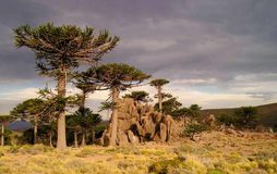 Los bosques chilenos de araucaria podrían estar en «Peligro Crítico» en 2060