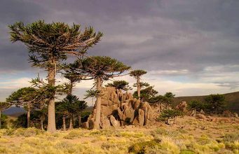 Los bosques chilenos de araucaria podrían estar en «Peligro Crítico» en 2060