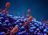 Evitan una amputación de un miembro infectado con un virus que se come las bacterias