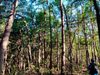 Solo quedan tres fragmentos de bosque nativo intacto en la costa chilena del Maule