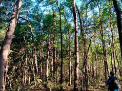 Solo quedan tres fragmentos de bosque nativo intacto en la costa chilena del Maule
