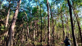 Solo quedan tres fragmentos de bosque nativo intacto en la costa chilena del Maule