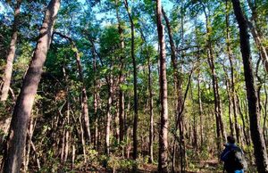 Solo quedan tres fragmentos de bosque nativo intacto en la costa chilena del Maule
