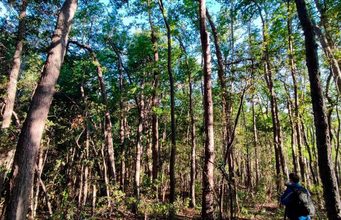Solo quedan tres fragmentos de bosque nativo intacto en la costa chilena del Maule