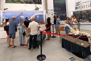 La biodiversidad marina del Mar de Alborán llega al Pabellón de Historia Natural de la UAL