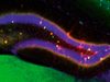 Descubren cómo el cerebro decide qué cambia y qué permanece en nuestros recuerdos