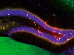 Descubren cómo el cerebro decide qué cambia y qué permanece en nuestros recuerdos