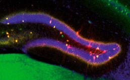 Descubren cómo el cerebro decide qué cambia y qué permanece en nuestros recuerdos