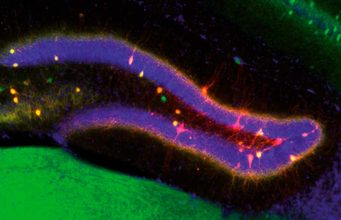 Descubren cómo el cerebro decide qué cambia y qué permanece en nuestros recuerdos