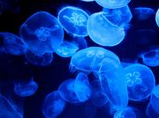 Las medusas agravan el estrés del salmón atlántico en un océano cada vez más cálido