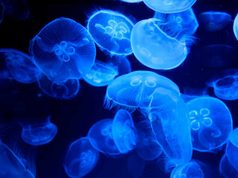 Las medusas agravan el estrés del salmón atlántico en un océano cada vez más cálido