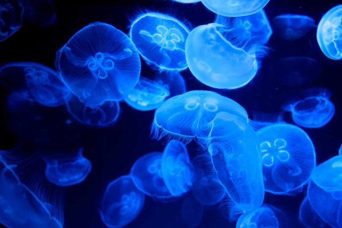Las medusas agravan el estrés del salmón atlántico en un océano cada vez más cálido