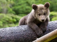 Un oso puede sobrevivir tras ser liberado y, aun así, no haberse adaptado del todo a la vida salvaje