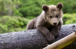 Un oso puede sobrevivir tras ser liberado y, aun así, no haberse adaptado del todo a la vida salvaje
