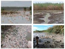 Los peces muertos alimentan a las aves de una forma inesperada gracias a la acción de los invertebrados
