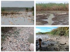 Los peces muertos alimentan a las aves de una forma inesperada gracias a la acción de los invertebrados