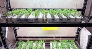 Algas invasoras y suero de leche para ayudar a los cultivos a resistir la sequía