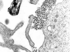 El dengue debilita temporalmente la barrera de los vasos sanguíneos