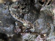 Las bacterias de la piel de los peces podrían explicar cómo la vida conquistó la tierra