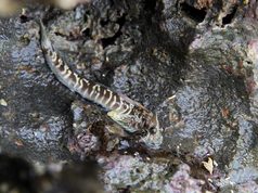 Las bacterias de la piel de los peces podrían explicar cómo la vida conquistó la tierra