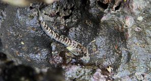 Las bacterias de la piel de los peces podrían explicar cómo la vida conquistó la tierra