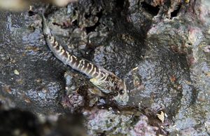 Las bacterias de la piel de los peces podrían explicar cómo la vida conquistó la tierra