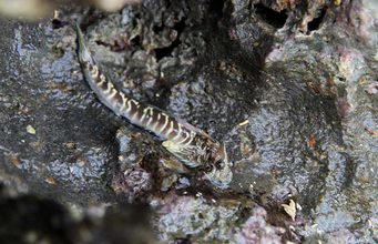 Las bacterias de la piel de los peces podrían explicar cómo la vida conquistó la tierra