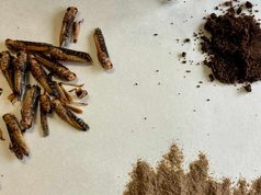 ¿Comerías insectos? La gastronomía puede ayudar a vencer el rechazo a un alimento superproteico