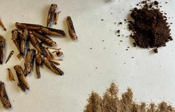 ¿Comerías insectos? La gastronomía puede ayudar a vencer el rechazo a un alimento superproteico