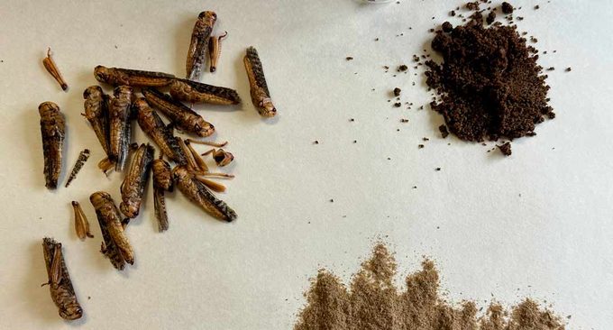 ¿Comerías insectos? La gastronomía puede ayudar a vencer el rechazo a un alimento superproteico
