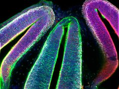 Un atlas del tálamo embrionario revela cómo se forman las neuronas y qué gen define la identidad visual