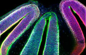 Un atlas del tálamo embrionario revela cómo se forman las neuronas y qué gen define la identidad visual