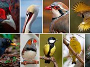 Las aves con colores rojos y amarillos más intensos viven más tiempo, según un estudio