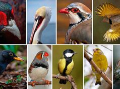 Las aves con colores rojos y amarillos más intensos viven más tiempo, según un estudio