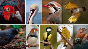 Las aves con colores rojos y amarillos más intensos viven más tiempo, según un estudio