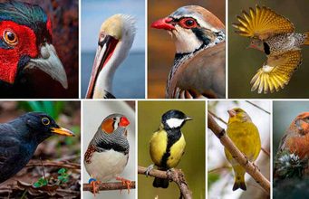 Las aves con colores rojos y amarillos más intensos viven más tiempo, según un estudio