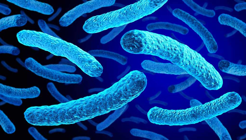 La red de agua favorece la aparición de una variante más infecciosa de la Legionella
