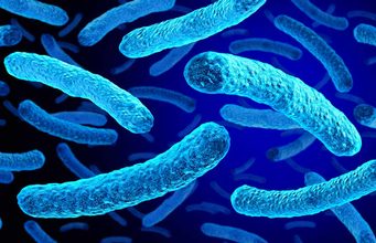 La red de agua favorece la aparición de una variante más infecciosa de la Legionella