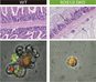 Descubren el mecanismo molecular que sostiene la barrera intestinal frente infecciones graves