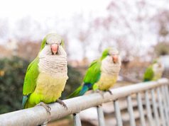 ¿Cuántas especies invasoras hay en tu ciudad? Más de la mitad de la población no sabe nombrar ninguna